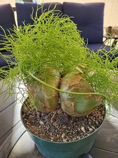 Bowiea volubilis bulb for sale  Riverside