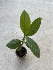 loquat tree for sale  El Monte