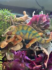 Hatch baby chameleon for sale  Mchenry