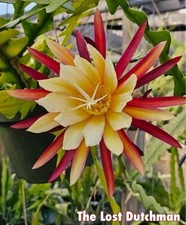 Epiphyllum groupe 3 d'occasion  Châtenay-Malabry