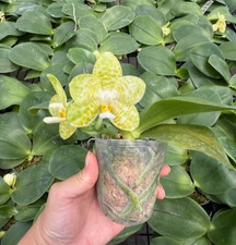 Taiwan duft rchidee gebraucht kaufen  Seligenstadt