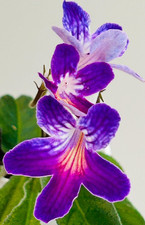 Streptocarpus plant. syb for sale  Summerville