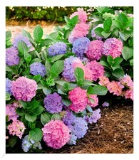 Winterharte freiland hortensie gebraucht kaufen  Bensheim