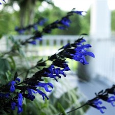 salvia potted plants for sale salvia potted plants for sale Three Rivers