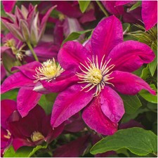 Clematis hybrid ernest for sale  LINCOLN
