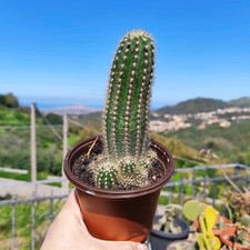 Vaso tric cereus usato  Barcellona Pozzo di Gotto
