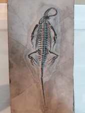 Fossile originale keichousauru usato  Piombino