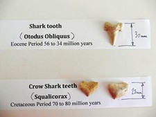 Fossil shark teeth for sale  DUNSTABLE