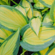 Hosta orange marmalade for sale  BOURNE