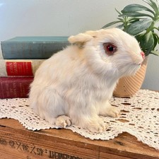 White rabbit bunny for sale  Saint Augustine