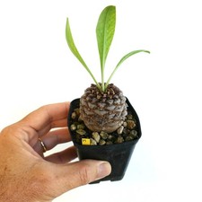 Euphorbia bupleurifolia maschi usato  Napoli