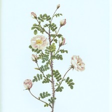 Rosa pimpinelli folia usato  Lucca
