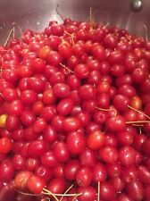 Goumi cuttings edible for sale  Redmond
