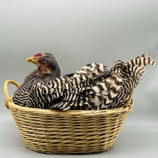 Vintage barred plymouth for sale  Chicago