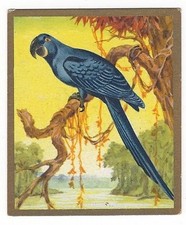 379 sammelbild vogel gebraucht kaufen  Prösen