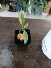 avocado houseplant for sale  Byhalia