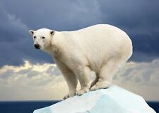 Beautiful polar bear for sale  SELBY