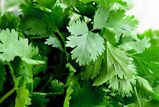 200 samen koriander gebraucht kaufen 200 samen koriander gebraucht kaufen  Stralsund-Umland I
