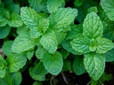 Herb peppermint plug for sale  KEIGHLEY