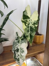 Alocasia frydek variegata. d'occasion  Montpellier-