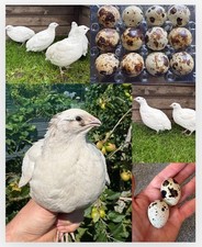 Coturnix quail eggs for sale  OXTED