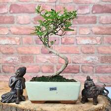 Chinese pepper bonsai for sale  LEEDS