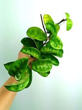 Hoya carnosa krinkle usato  Massa di Somma