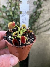 Venus fly trap for sale  GRIMSBY