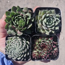 Sempervivum bundle hens for sale  West Covina