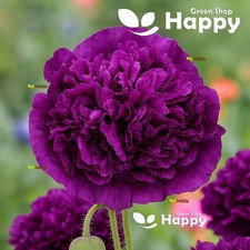 Poppy double violet for sale  DONCASTER