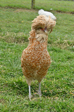 Polish chicken hatching for sale  DORKING