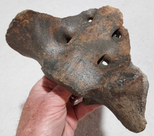 Bison sacrum bone for sale  USA