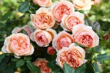 Masora japanese rose for sale  Maspeth