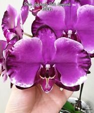 Phalaenopsis jincheng pink gebraucht kaufen  Straubenhardt