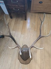 Elk rack antlers for sale  Gulf Breeze