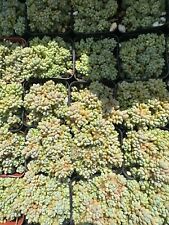 Sedum dasyphyllum corsican for sale  Garden Grove