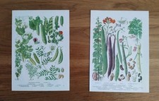 Botanical prints vintage for sale  BIRKENHEAD
