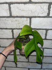 Talee monstera minima usato  Roma