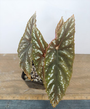 Begonia lubbersii plant for sale  Lexington