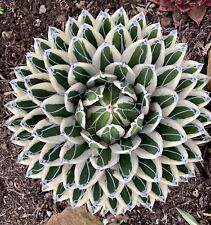 Agave white rhino for sale  Goleta