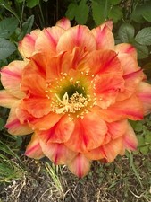 Ibrido trichocereus ka2019.82. usato  Spedire a Italy