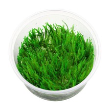 Vitro cups singapore for sale  GLASGOW