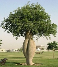 tall silk trees for sale tall silk trees for sale Mcallen