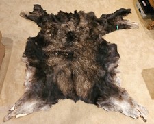 Moose rug tanned for sale  Hamilton