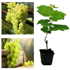 White grape vine for sale  GLASGOW