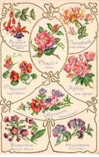 Fantaisie 87280 camélia d'occasion  France