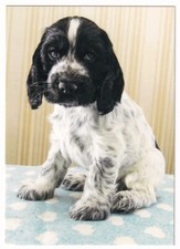 Hund hundepostkarte cocker gebraucht kaufen  Remseck am Neckar