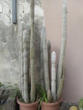Cleistocactus strausii usato  San Filippo del Mela