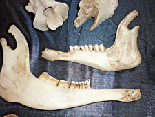 Mittelalter & Gothic gebraucht kaufen  Hauneck