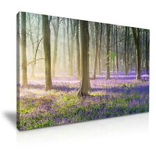 Beautiful stunning bluebells for sale  BIRMINGHAM